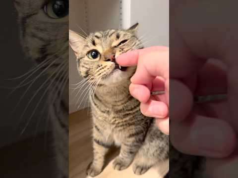 パパとママ、それぞれの猫への接し方と行動の違いをご紹介 サムネイル
