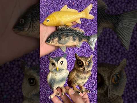 owl, fish #satisfyingvideo