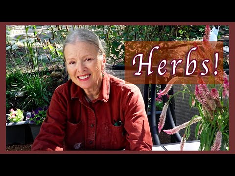 Herbs I'm Growing | Bible Herbs & Much More!