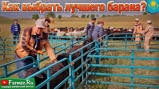 Овцеводство на миллион. Предварительное назначение баранов-производителей Эдильбаевской породы