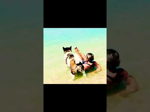 What's the REAL REASON Akita Dogs LOVE the Beach So Much!😻