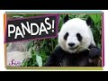 Panda Conservation and Habitat Facts