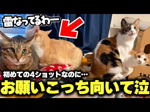 猫の動画サムネイル - ロビンが愛される理由が全てここに詰まってる。