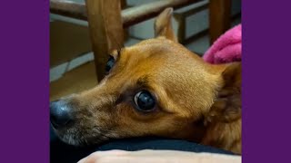 Depois De Acidente, Cachorrinho Prova Que O Amor Pode Superar Todas As Barreiras!