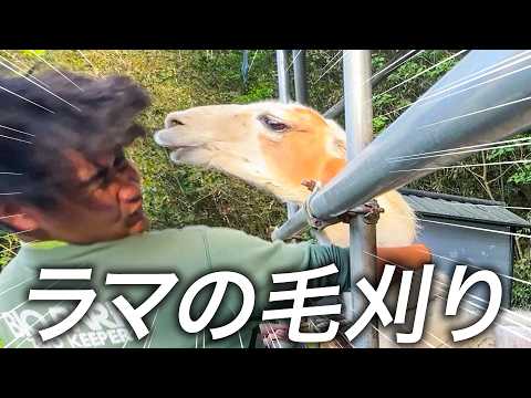 【大苦戦】ラマの毛刈りでツバの洗礼を受けまくる飼育員たち