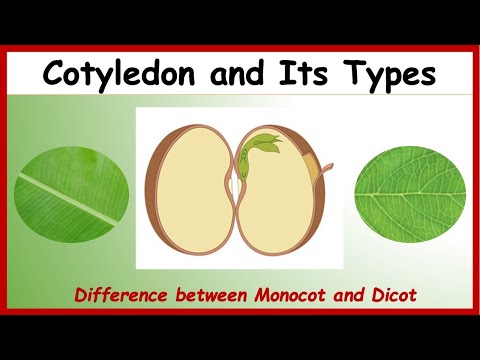 What is Cotyledon?| Difference between Monocotyledon & Dicotyledon with Examples | Monocot Vs Dicot