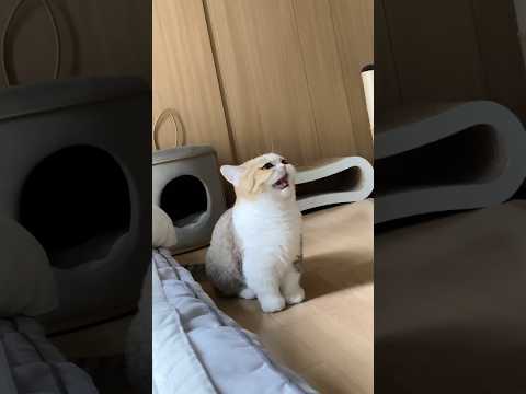 자는 척을 해봤습니다(마지막에 안심하는 거 귀여워요ㅠㅠ)