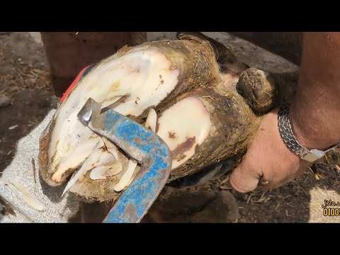 علاج خراج الحافر علاج خراج شديد جاموسة لاتستطيع المشي