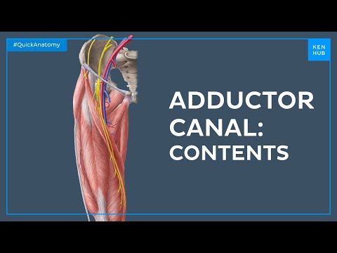Contents of the adductor canal - Quick Anatomy | Kenhub
