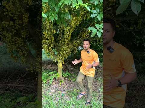 মাশাল্লাহ ছোট গাছেও অনেক লটকন ধরছে #লটকন #Narsingdi #Bangladesh #viral #shorts #shortvideos