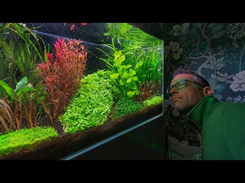 Farewell to the Dutch Inspired Aquascape (4K) You can see this aquascape live this weekend (10-11 May 2025) at RHS Malvern - https_//rhsmalvern.co