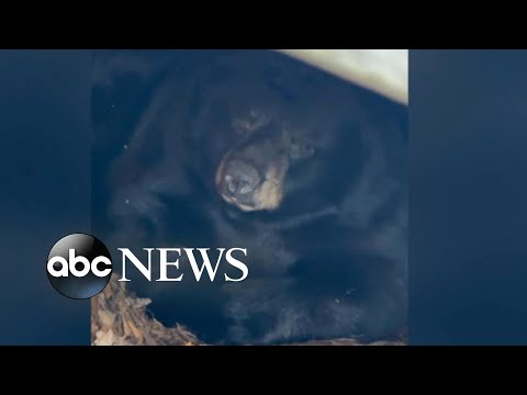 Family finds bear hibernating under porch