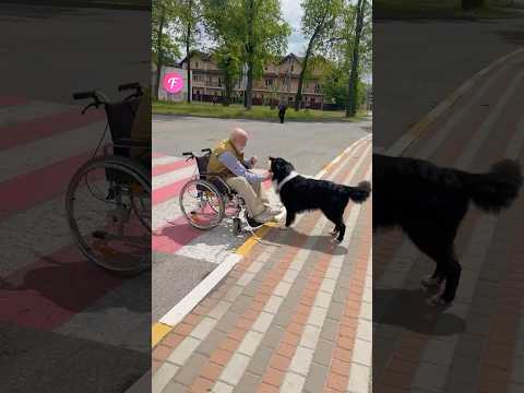 Clever Dog Helps Elderly Man In Wheelchair Overcome No Ramp Challenge #shorts