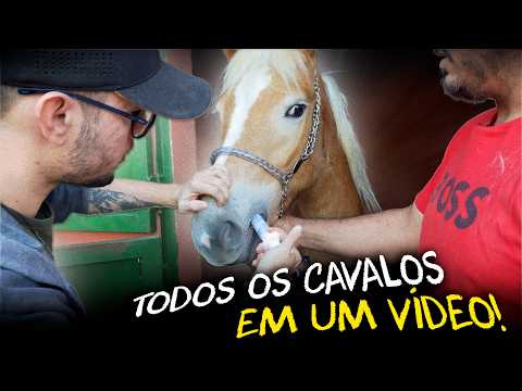 VERMIFUGAMOS TODOS OS CAVALOS DA CASA DOS BICHOS!