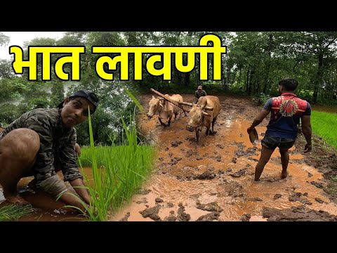 कोकणात भात लावणीला सुरवात झाली 😍 | Traditional Rice & Paddy Plantation | Konkan Sanskruti