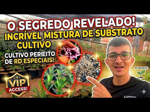 "ERRO NUNCA MAIS! Conheça o Incrível Substrato para Rosas do Deserto"