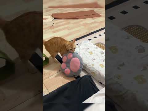 tingkah kucing😸 #cat #funnycats #shorts #kucing