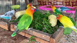 Lovebird's Top 5 Favorite Veggies! 🥬🌽| Smart lovebird Parrot #lovebird #parrot #birdslover