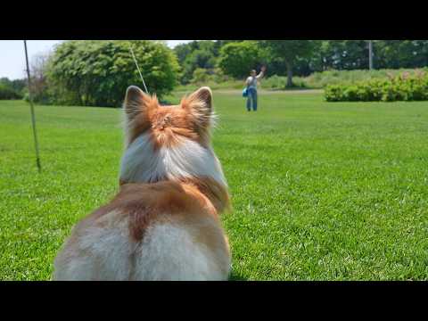 「ソロキャンプ」を満喫する犬達の前に、突然『居ないはずのママ』が登場した結果…