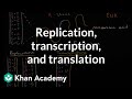 Exploring DNA Replication and RNA Processes