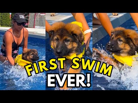German Shepherd Puppy Learns to Swim… Kinda 😅