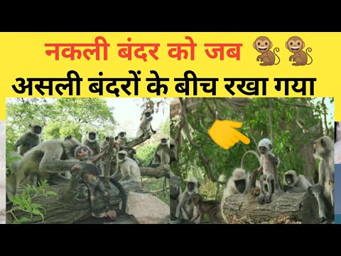 OMG! नकली बंदर को जब असली बंदर रखा🐒 | Amazing fact In Hindi | Random fact in Hindi #Shorts #Fact