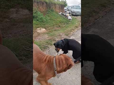 French Mastiff  Rottweiler 😰 #shorts #ytshorts #trending #viral #rottweiler #frenchmastiff