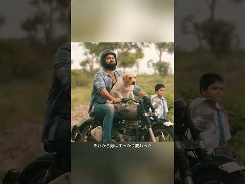 犬たちの忠誠心は、心が固い人さえも感動させるに足る#movie