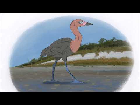 Redish egret walk cycle
