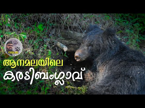Forest Bungalow in Topslip | Ambuli Illam, Anamalai Jungle Safari in Tamilnadu.