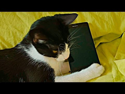 MI GATO SABE USAR EL CELULAR!! - ReSet