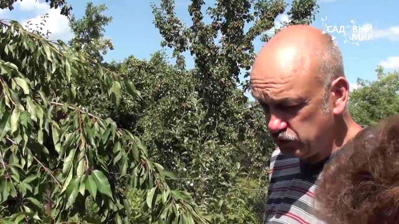 Как вырастить черешню. Подкормка черешни.