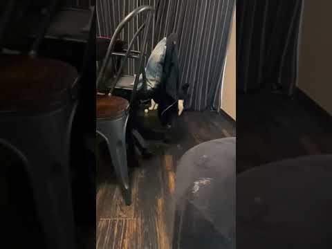 うちの猫は犬なのか？！ #cat #保護ねこの家 #猫のいる暮らし