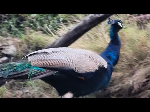 Kittu Himachali is live