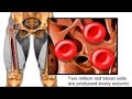 Understanding Blood and Its Components