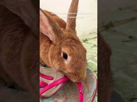 Кролик обиделся. #кролик #жизньскроликом #прикол #юмор #позитив #животные #rabbit #pets #animals