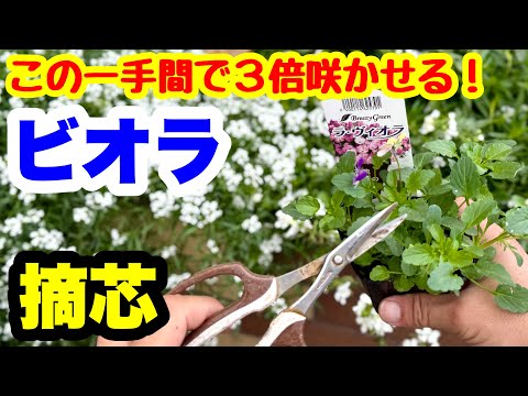 ◆【小さく切って大きく咲かせる!】ビオラの育て方🌱