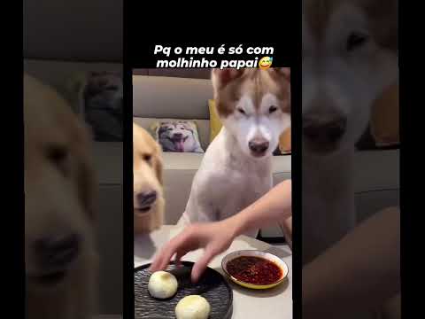 No Japão cachorro já fala#shortvideo#memes#viralvideo#humor#youtubeshorts#pets