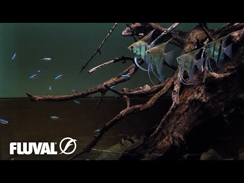 South American biotope aquarium | Relaxing cinematic