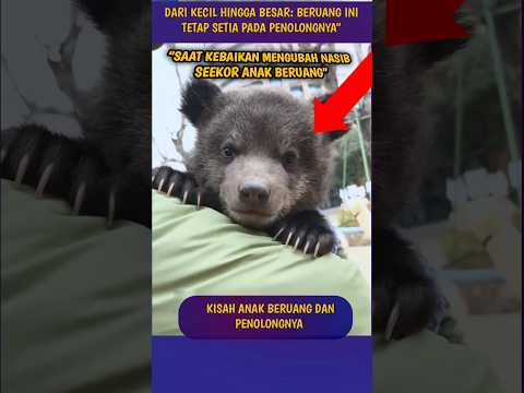 Saat Kebaikan Mengubah Nasib Seekor Anak Beruang #shorts
