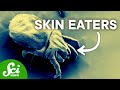 Understanding Dust and Dust Mites