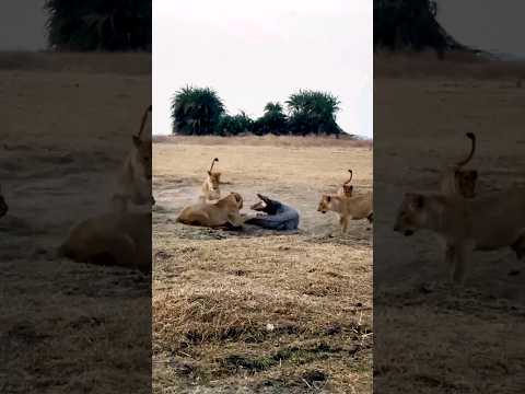 lions attack on crocodile  #animals #wildlife #viral