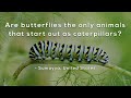 Metamorphosis and Life Cycles