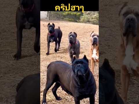 มาทำอะไรหรอนุด!!! #คริปฮาๆ #พากย์ไปเรื่อย