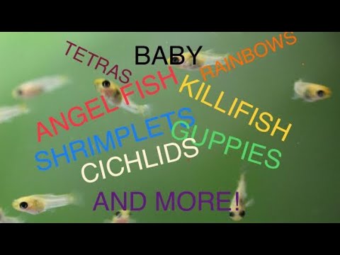 What do I feed my baby fish and shrimp? Basic short video showing what products and how I prepare food for my fish fry and baby shrimp