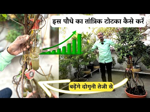 इस पौधे का तांत्रिक टोटका कैसे करें बढ़ेंगे दोगुनी तेजी से Plant Life Change Care