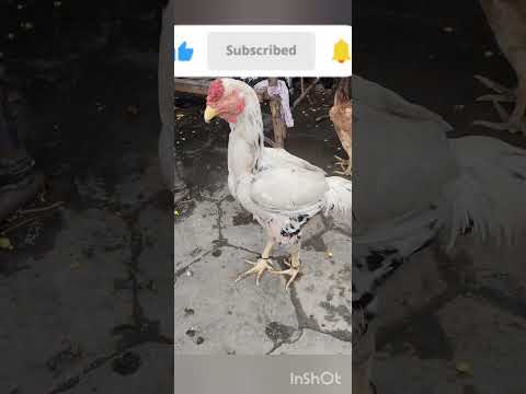 fighter murga roster#fighter murge ke video