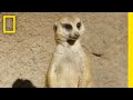 Meerkats at Disney's Animal Kingdom