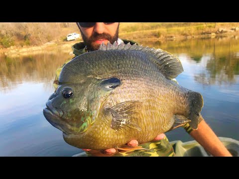 The BLUEGILL that eats BASS FOR BREAKFAST!!