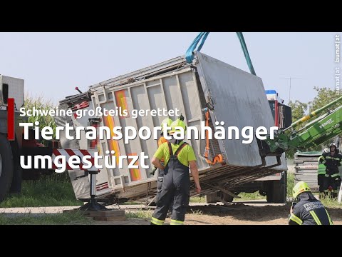 Schweine großteils gerettet: Tiertransportanhänger auf Straße in Sipbachzell umgestürzt
